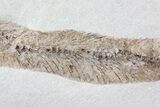 Cretaceous Fossil Fish - Goulmima, Morocco #72895-2